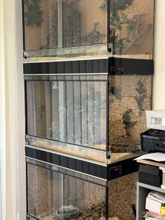 Königspython und Terrarien