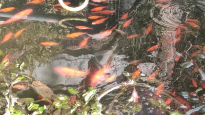 Goldfische