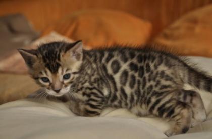 Wunderschöne Bengalkitten suchen noch Spielgefährten fürs Leben