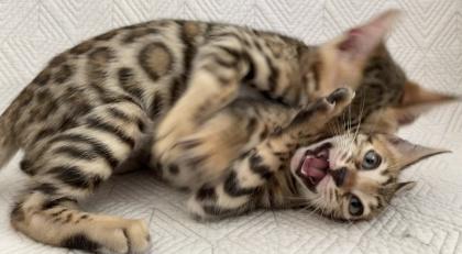Bengalkitten mit Stammbaum