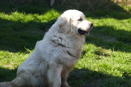 Golden Retriever Welpen