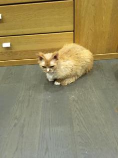 Devon Rex Kater