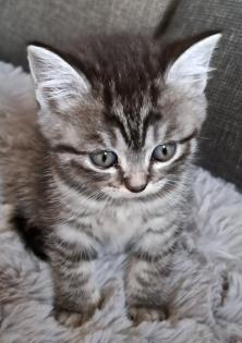 Bkh Red-tabby-kater, Black-silver-tabby-kater