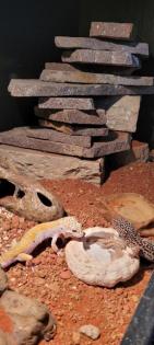 Leopardengeckos mit Terrarium