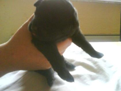 Unsre welpen sind da