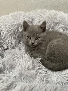 BKH Kitten, Britisch Kurzhaar, Katzenbabys, Kitten