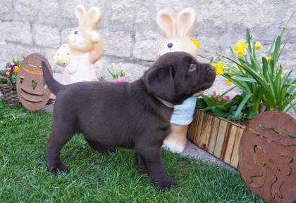 Labrador Welpen in verschiedenen Farben abzugeben