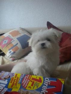 Malteser Baby Hündin