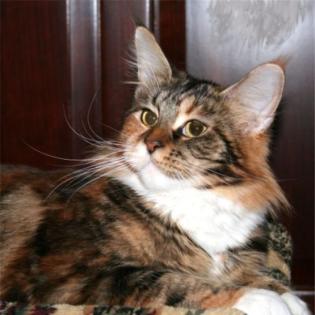 Süße Maine Coon Kitten