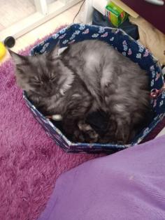 Deckkater MaiCoon Perser Mischling