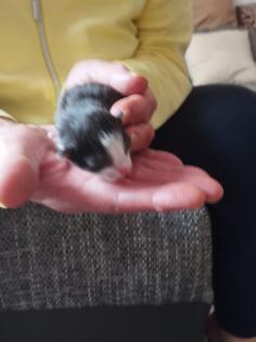 Super süße Katzen Babys