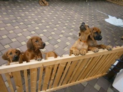 Fünf Rhodesian Ridgebacks - cool und verspielt - suchen ein Zuhause