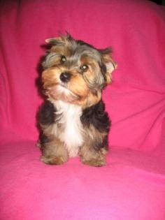 Yorkie-Welpen