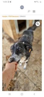 Tolle Welpen, Junghunde Hundesenioren