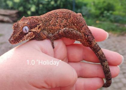Rhacodactylus auriculatus Höckerkopfgeckos für HAMM