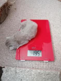 Selkirk Rex