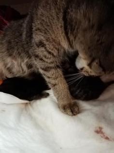 Coony-Mix Kitten