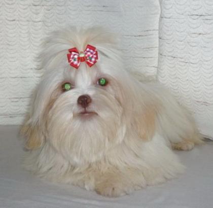 Nette gut erzogene Shih Tzu Hündin mit Papieren