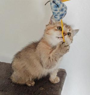 Nur noch 2 Kittens suchen liebevolle Zuhause