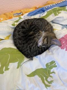 Europäische Kurzhaarkatze