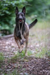 Malinois Welpen reinrassig mit Ahnentafel