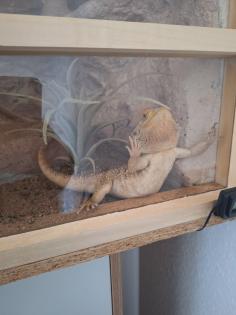 Bartagame mit Terrarium und Zubehör