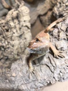 Bartagame Jungtiere abzugeben