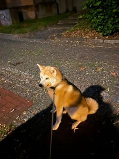 Akita Inu Hündin