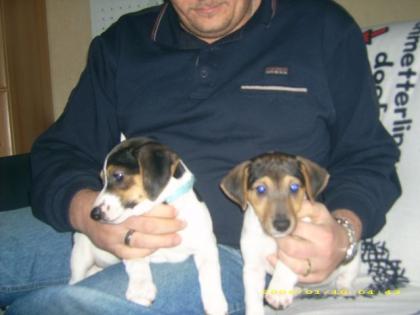 Jack Russel Welpen in liebevolle Hände abzugeben