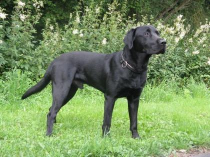 Labradordeckrüde mit Papieren HD und ED frei