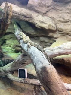 Stachelschwanzwaran Varanus acanthurus männlich, ca. 5 Jahre alt