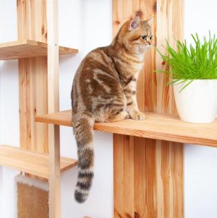 Deckkater Sammy mit Stammbaum, grüne Augen, black golden tabby classic