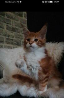 Maine Coon Mädchen mit Stammbaum sucht ab 06. 09. 2023 .