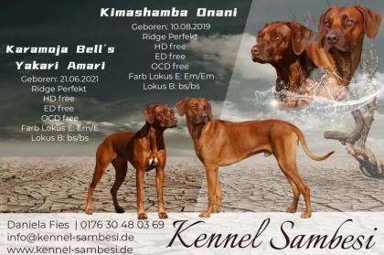 Pigmentstarke Livernose Rhodesian Ridgeback Welpen