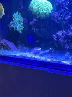 Meerwasser Aquarium