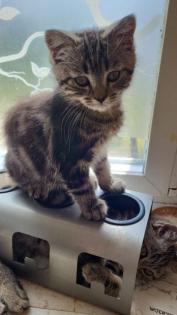 Verschmuste tabby Maincoon Kätzchen haben ihre koffer gepackt