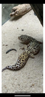 Leopardgecko zu verschenken