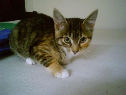 Baby Katze in guten Händen abzugeben ca. 3 Monat alt ort Dresden