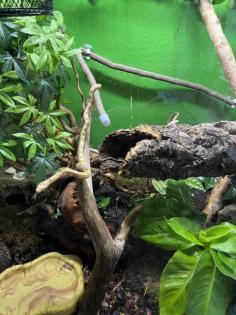 Kornnattern mit Terrarium