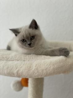 BKH British Kurzhaar reinrassig Blue Point Lilac Point