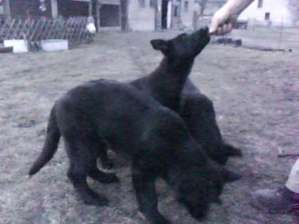 Schäferhundwelpen DDR Linie