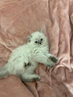 Perser Kitten