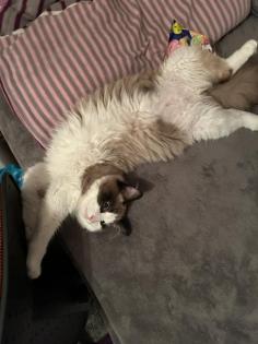 Kater Siam Ragdoll 7 Monate