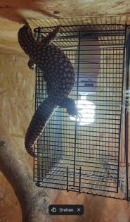 Varanus acanthurus Stachelschwanzwaran