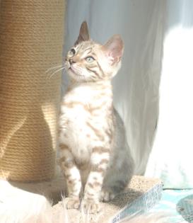 Traumhaft schön gezeichnete Bengal Kitten