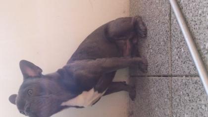 Französische bulldogge 1 Jahr