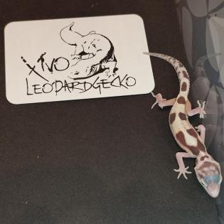 Leopardgecko Babys