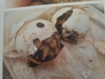 Griechische Landschildkröten
