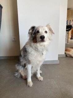 Hund Australien Shepherd Blue Merle