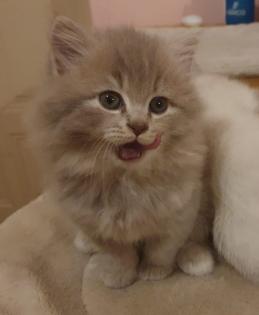 Edelmixkitten Katerchen 14. 01. 23